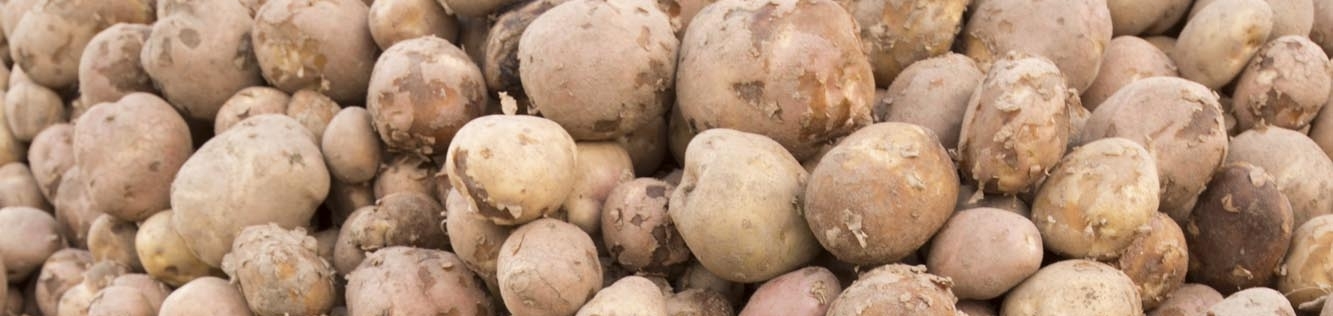 Carence en manganèse - Pomme de terre