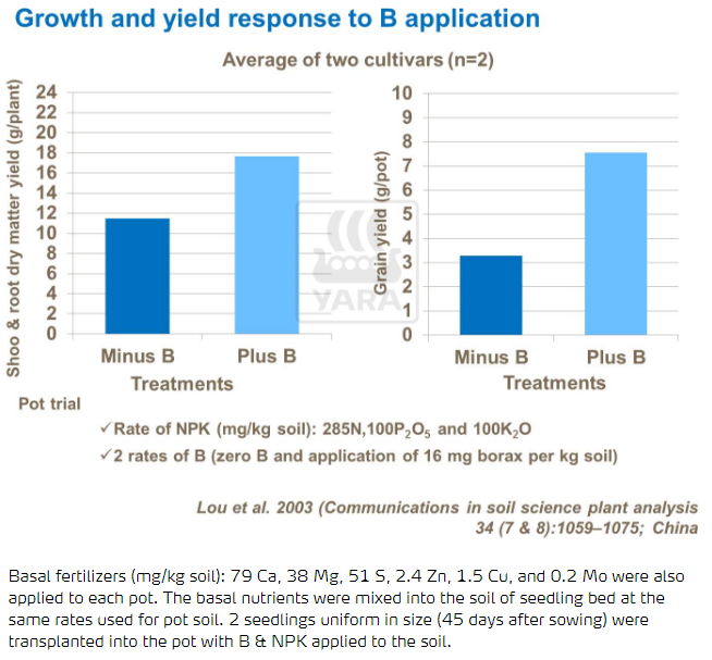 Croissance et rendement découlant de l'application de bore 