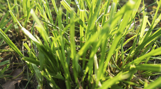 Al snel gebrek aan kali