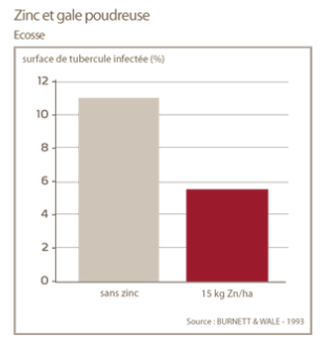 role du zinc