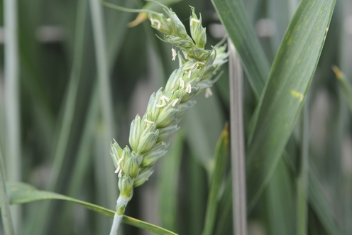 Photo 2. Carence de cuivre dans le blé.jpg