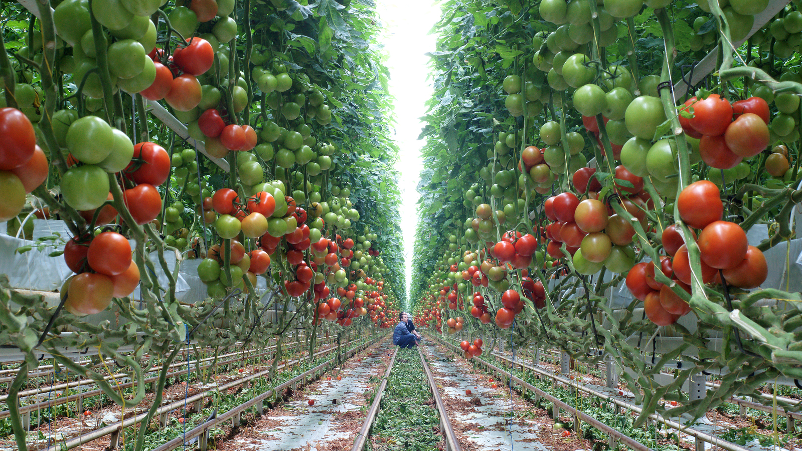 Résumé nutritionnel de la tomate