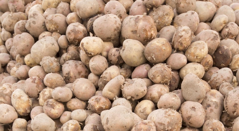 Molybdeengebrek (mo) in aardappelen