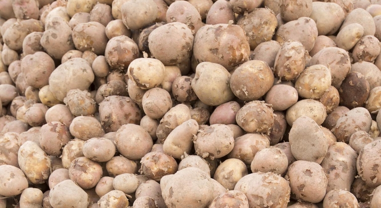 Gebreksverschijnselen in aardappelen
