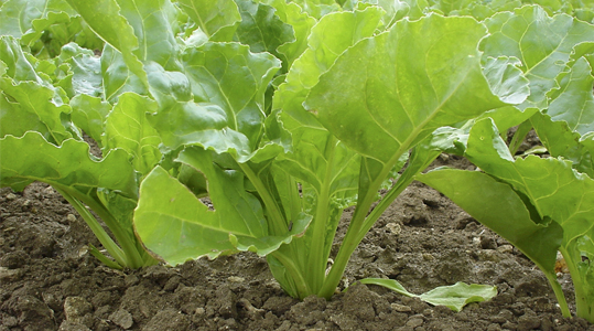 YaraVita Brassitrel Pro is een goede verzekering voor opbrengst en kwaliteit