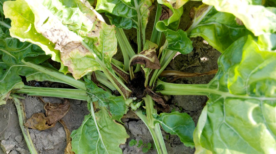 Hebben suikerbieten sporenelementen nodig?