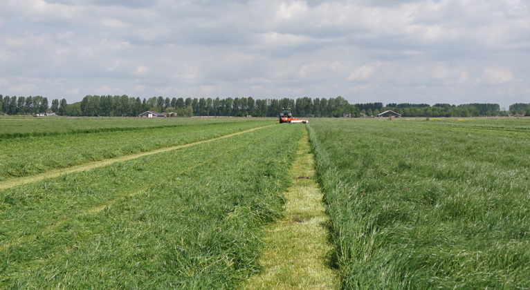 Carence en soufre - Prairie et pâturage