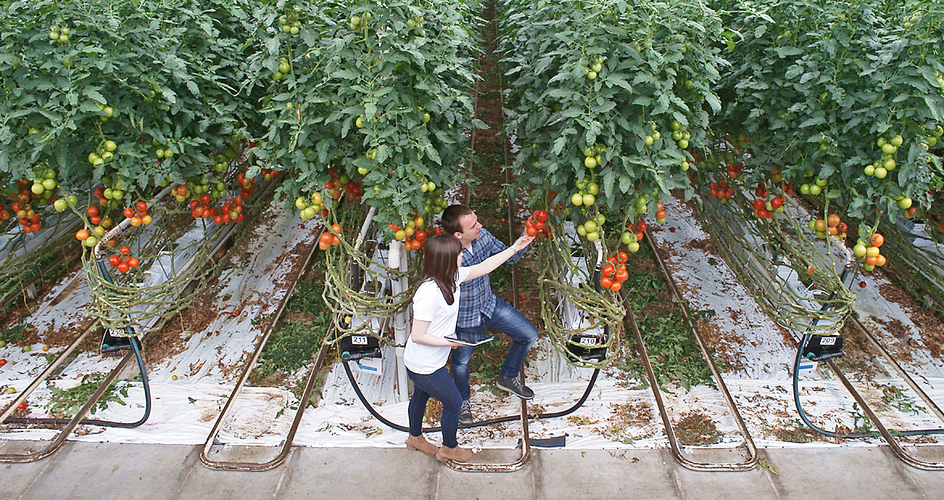 yara fertigation center