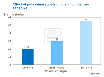Effet du potassium sur nombre de grains par épi