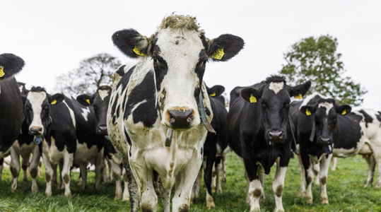 Gras moet lekker zijn!