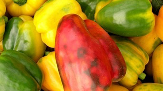 Ongedierte en ziekten