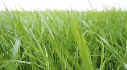 Hoger maaien is meer opbrengst en kwaliteit