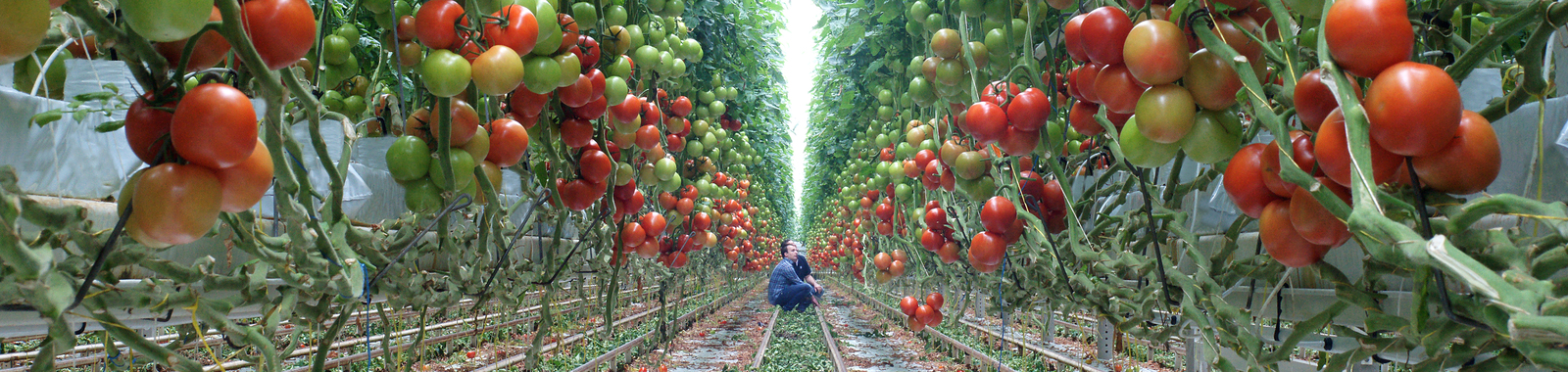 Augmenter le rendement des tomates