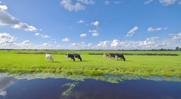 Grazende koeien op hollands landschap