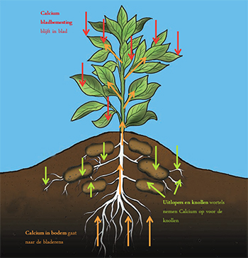 calcium en toediening