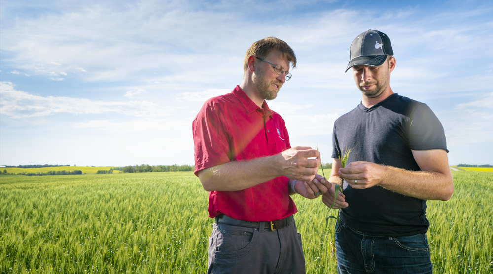 Zwavel speelt een sleutelrol in efficiënte N-opname