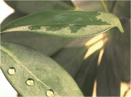 Art1 Bladbedekking.png