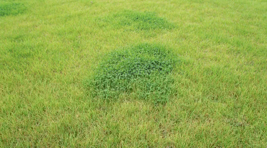 Ammoniakverliezen bij KAS en ureum: de verschillen 