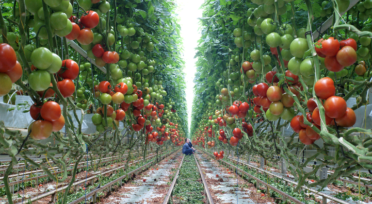 Het verhogen van de opbrengst bij tomaten